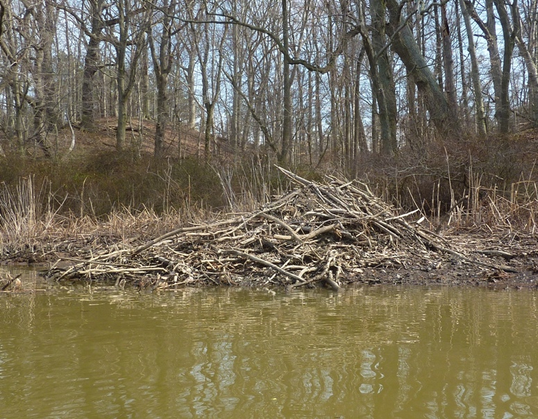 Beaver lodge