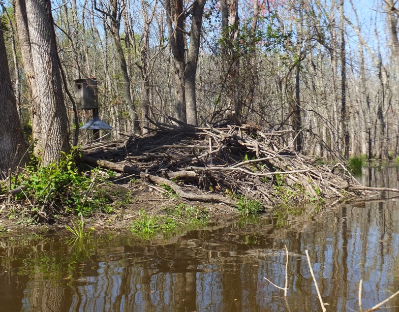 Beaver lodge