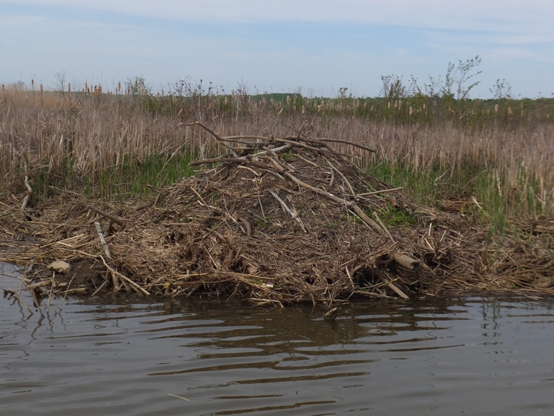 Beaver lodge