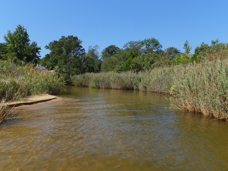 Bay grass-lined opening to Blackwalnut Creek