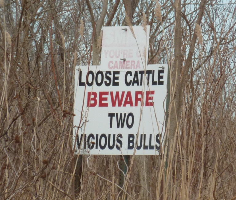 Sign warning of bulls