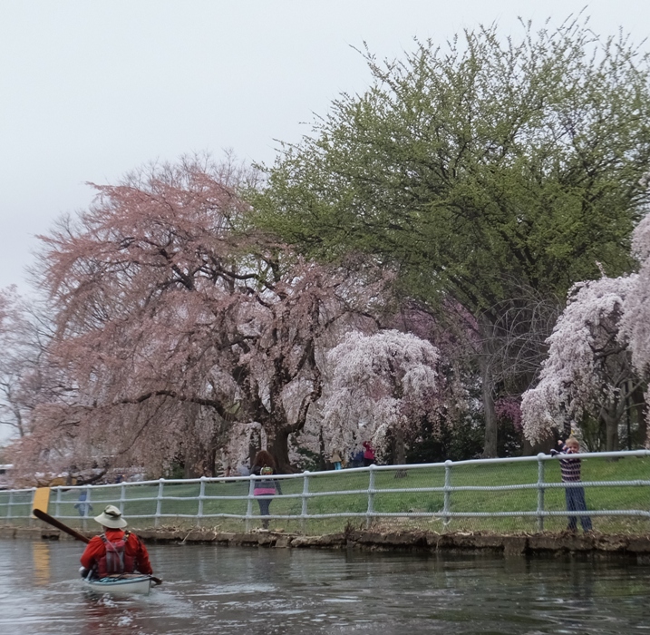 Cherry trees and young child looking at our kayaks as Ralph paddles by