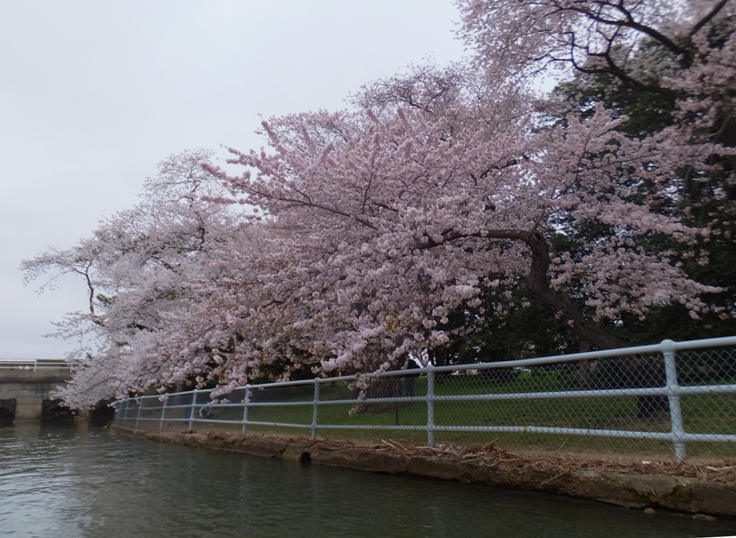 Lots of cherry trees