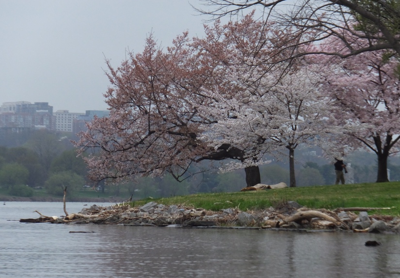 Trees near the northwest side of the Ohio Drive Bridge near the Tidal Basin