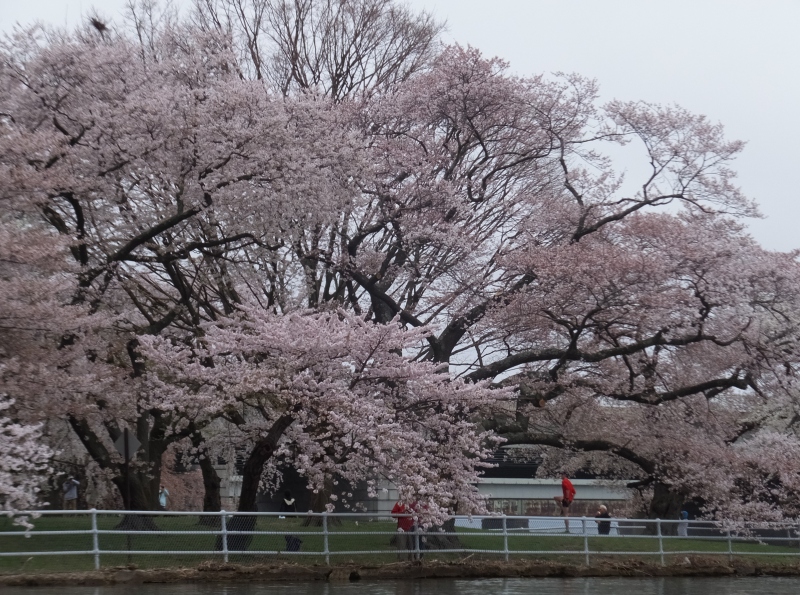 Runner stretching under cherry tree