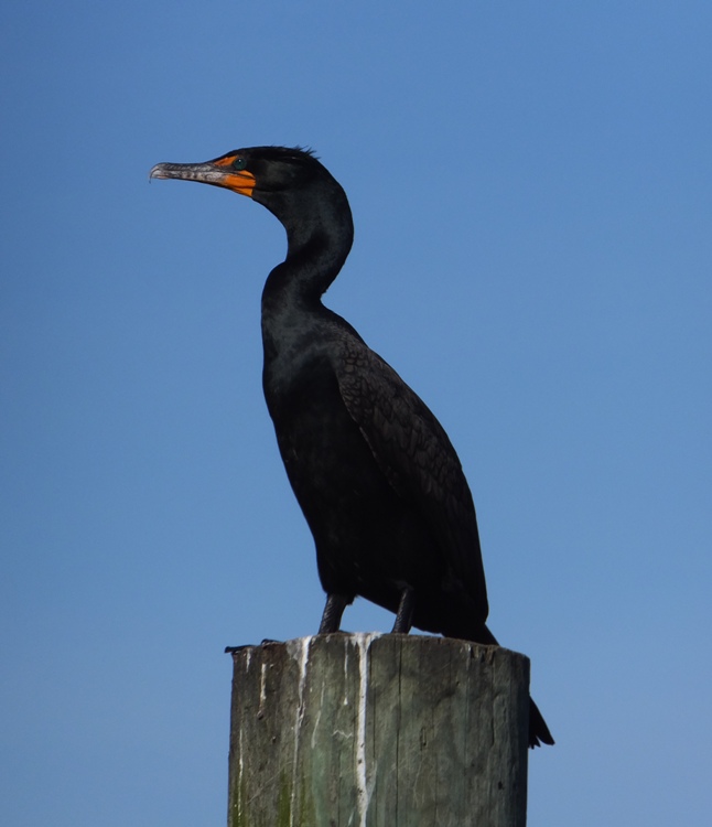 Cormorant on pile