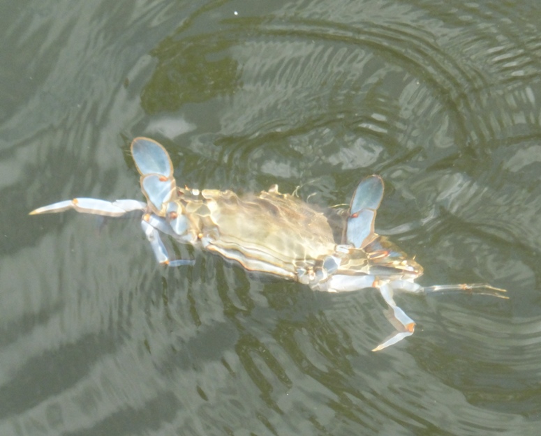 Blue crab swimming on the surface on Weems Creek