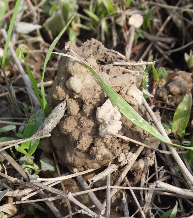 Crayfish mound...basically a small mud volcano