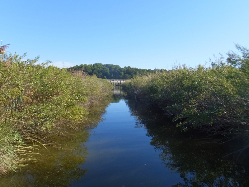 Bay grass-lined tributary of creek