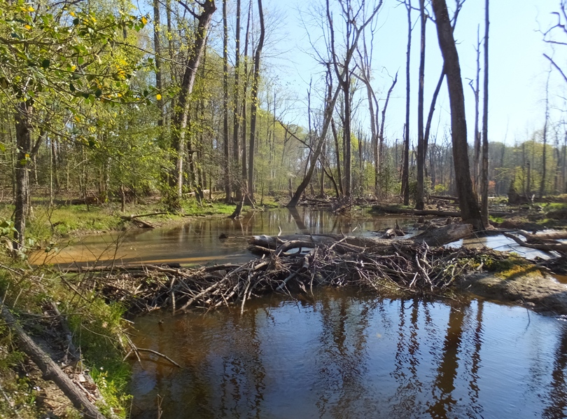 Beaver dam
