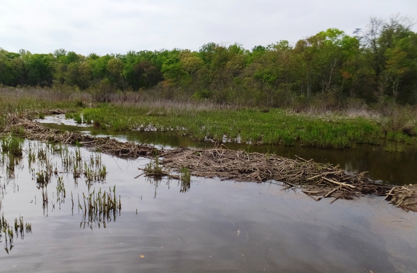 Beaver dam