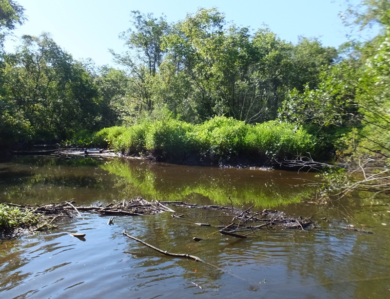 Old beaver dam