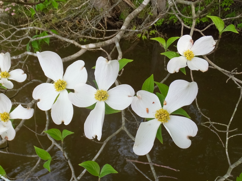 Dogwood flowers