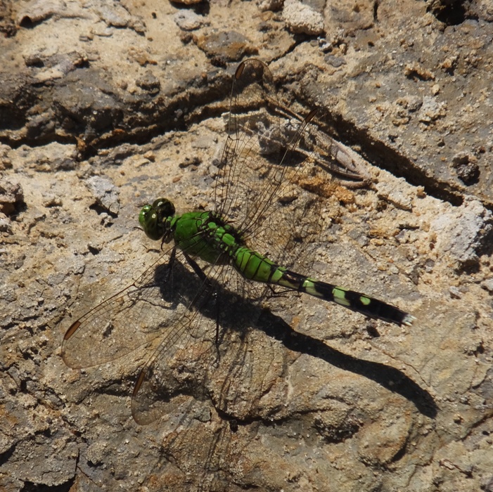 Green dragonfly on rock