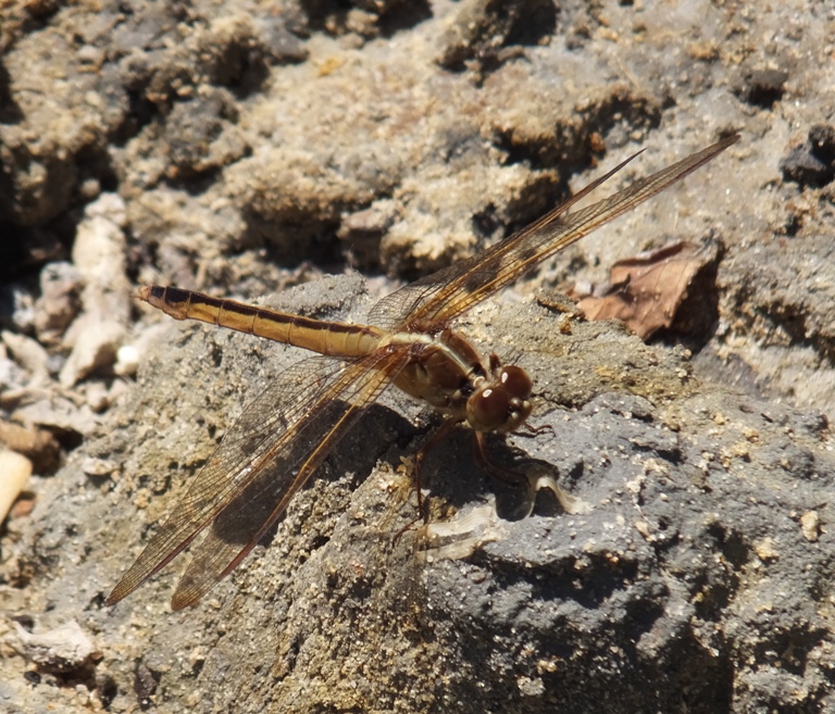 Reddish-orange dragonfly