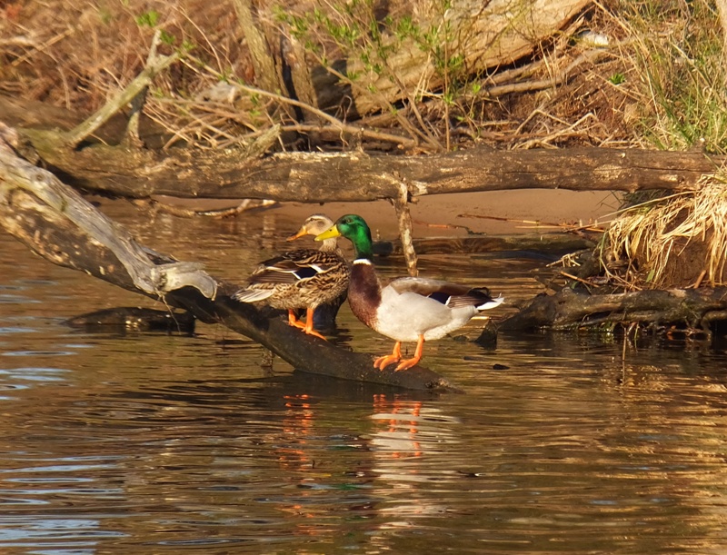 Pair of mallard ducks