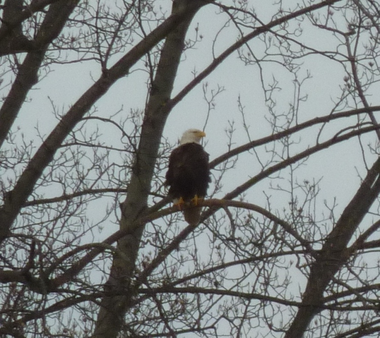 Bald eagle in tree