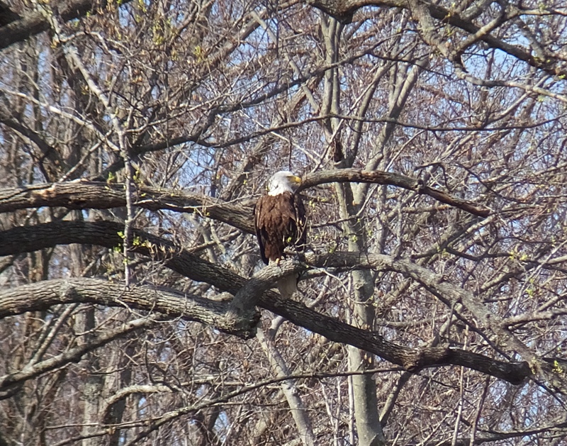 Bald eagle in tree