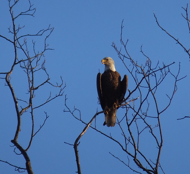 Bald eagle perched in tree