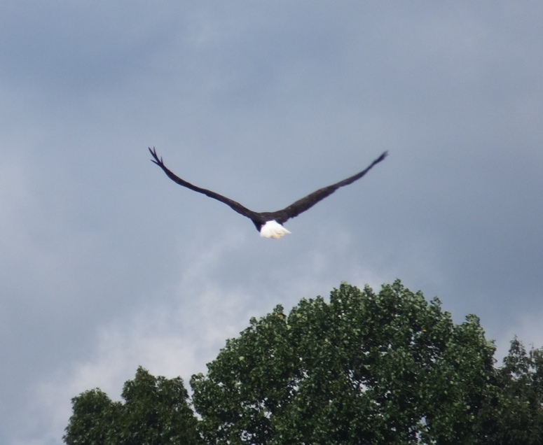 Bald eagle flying away