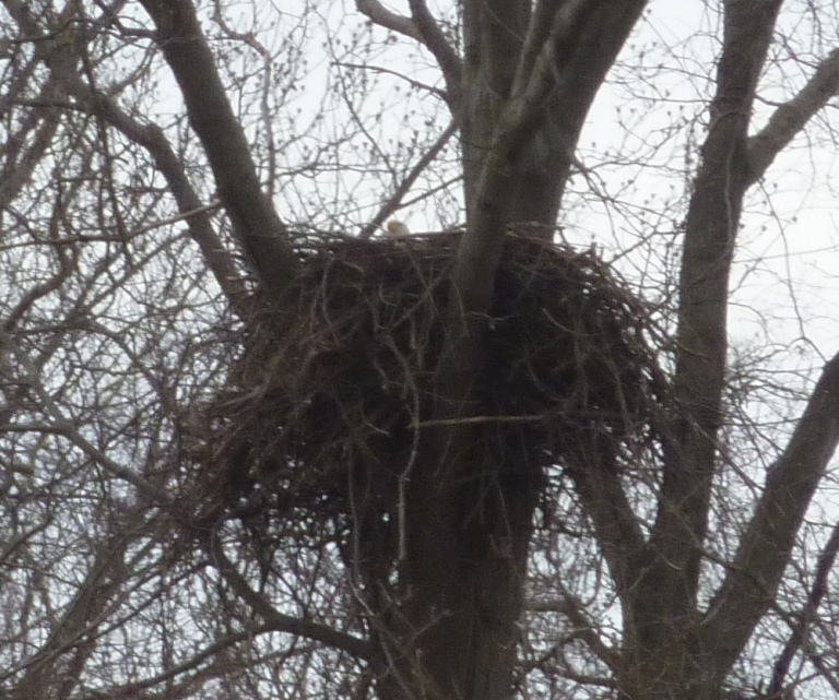 Big nest with eagle sticking its head out the top