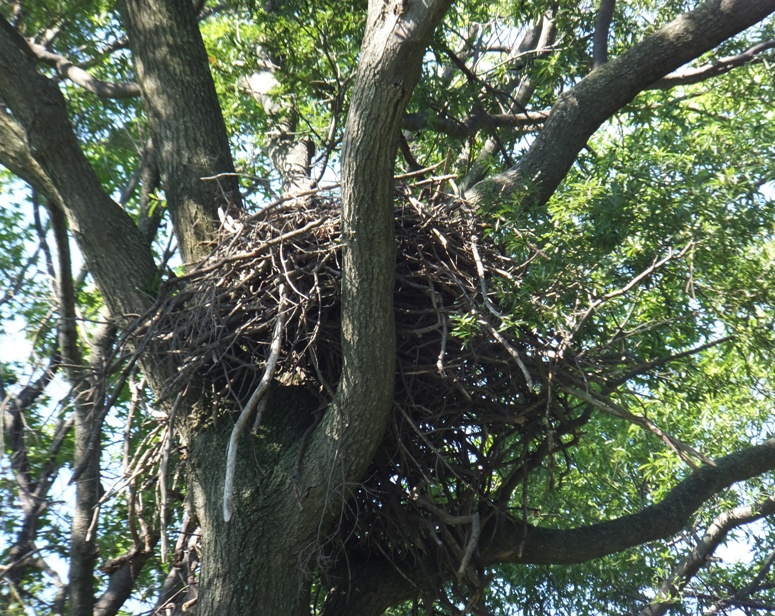 Eagle nest