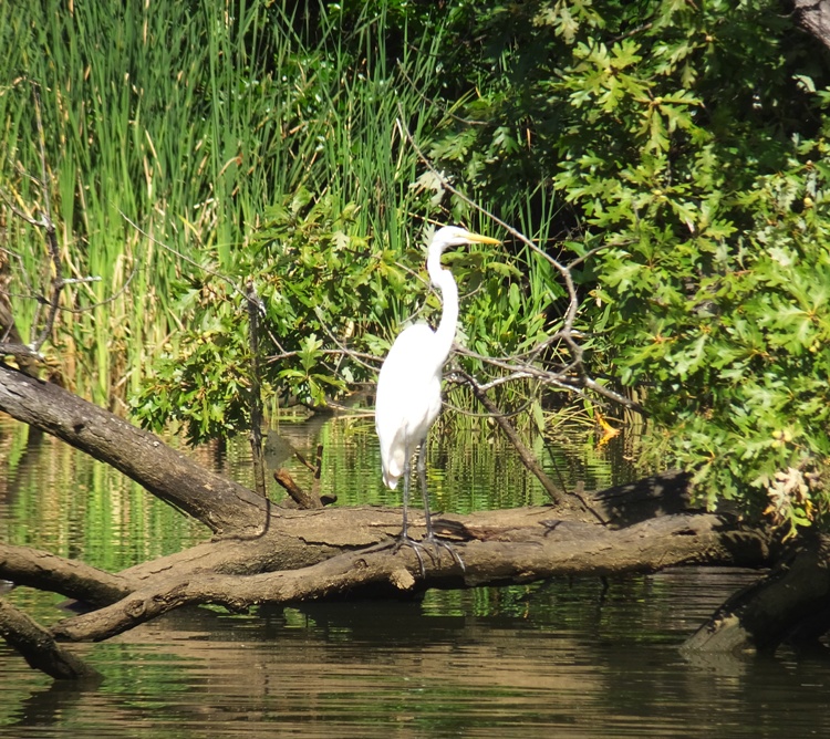 Great egret
