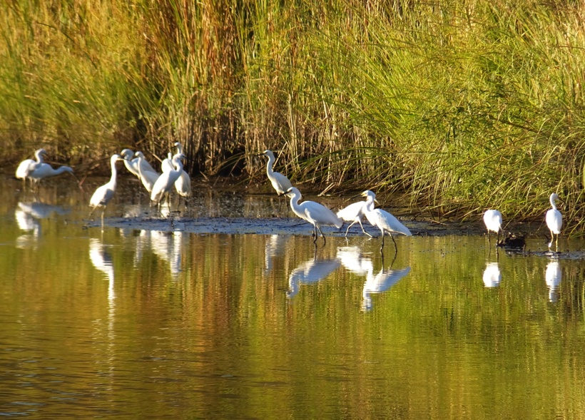 Over a dozen egrets along the shore