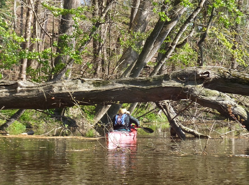 Me ducking under low tree