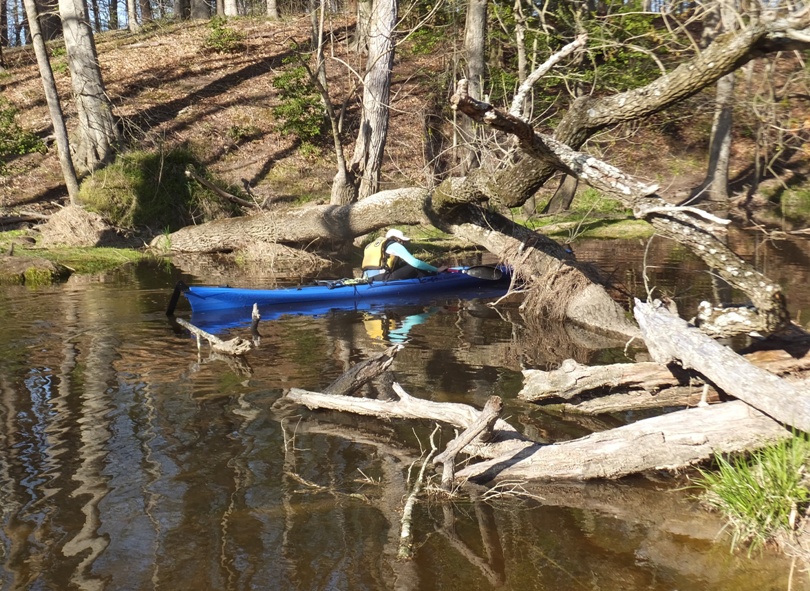 Norma ducking under low tree