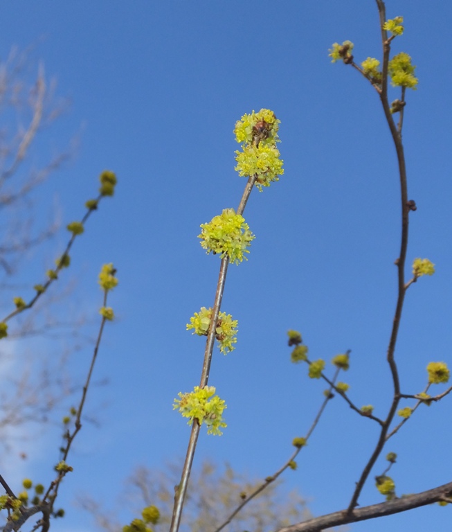 Tiny tree flowers