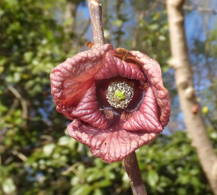 Paw paw flower