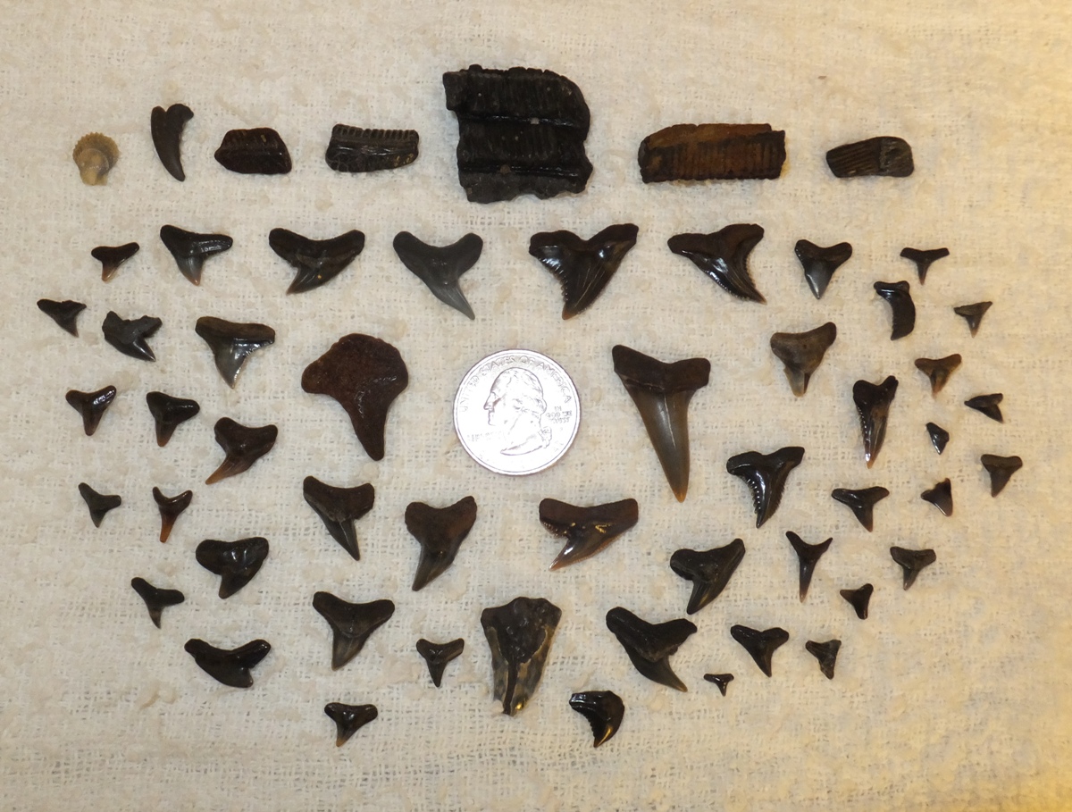 Fossils found along with quarter for size comparison