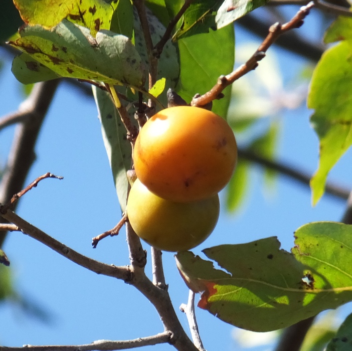 Wild persimmon fruit in tree