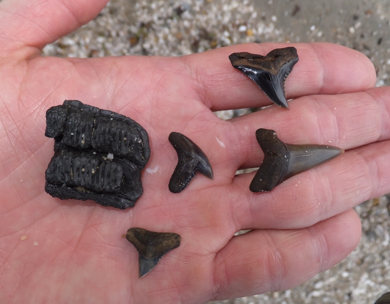 Four shark teeth and piece of ray dental palate in my hand that were given to me by the geologist