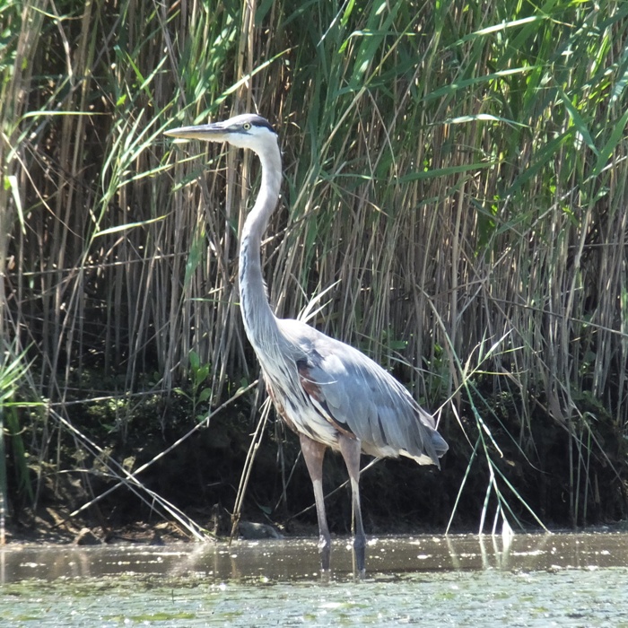 Great blue heron