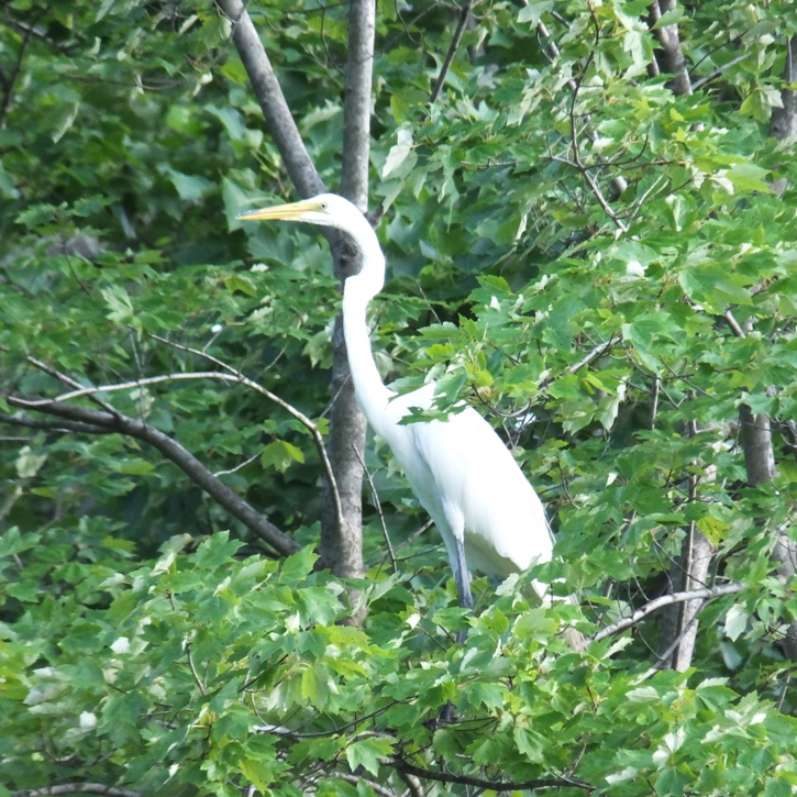 Great egret perched in tree