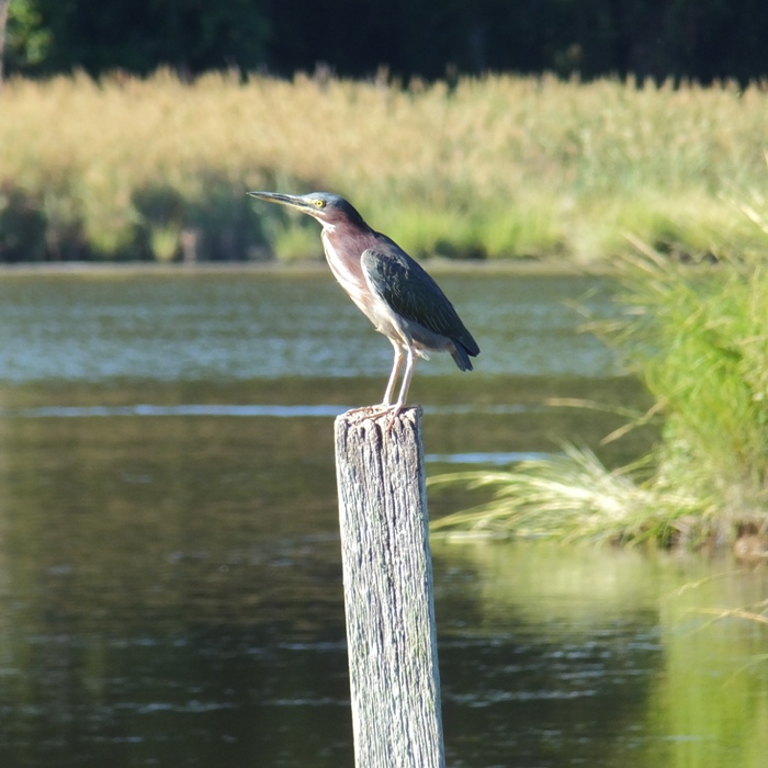 Green heron on pile