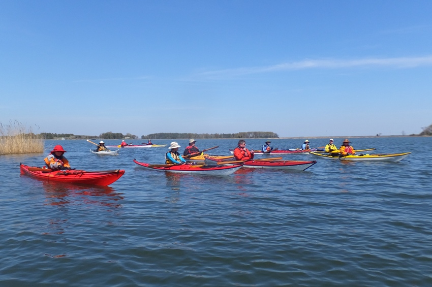 Several kayakers paddling