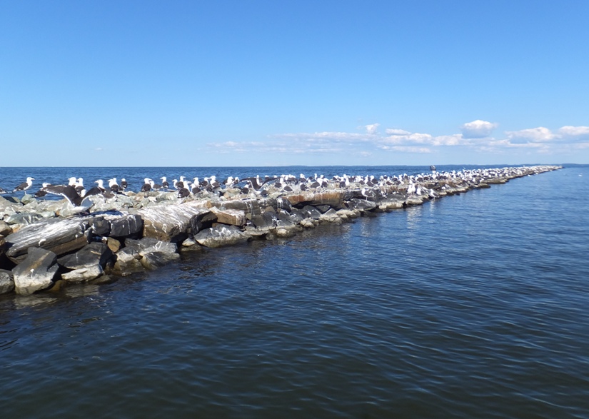 Dozens of seagulls on rip rap