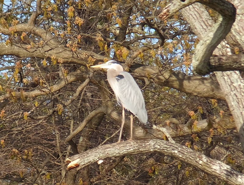 Great blue heron in tree