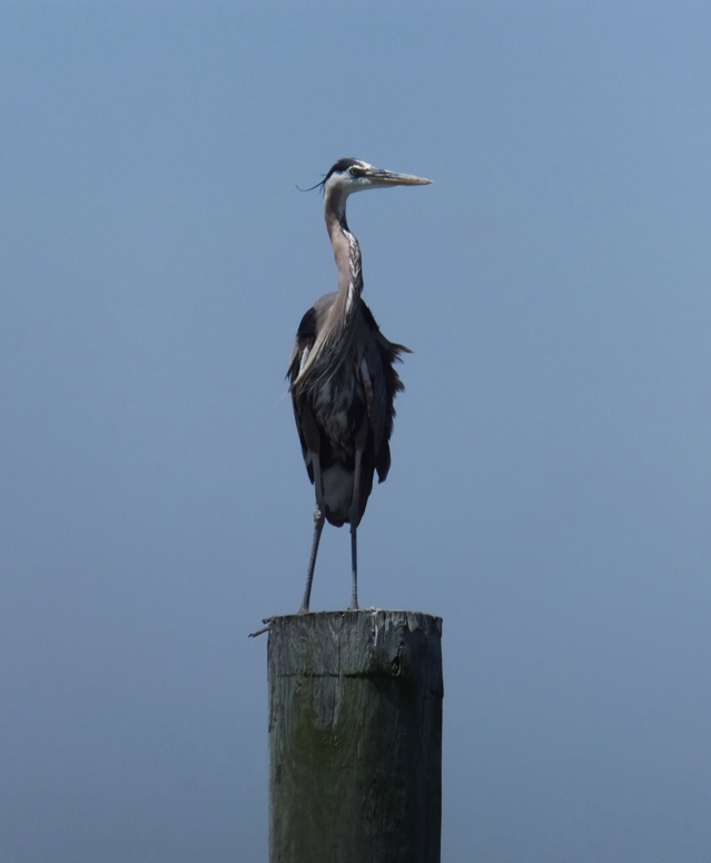 Great blue heron standing on pile