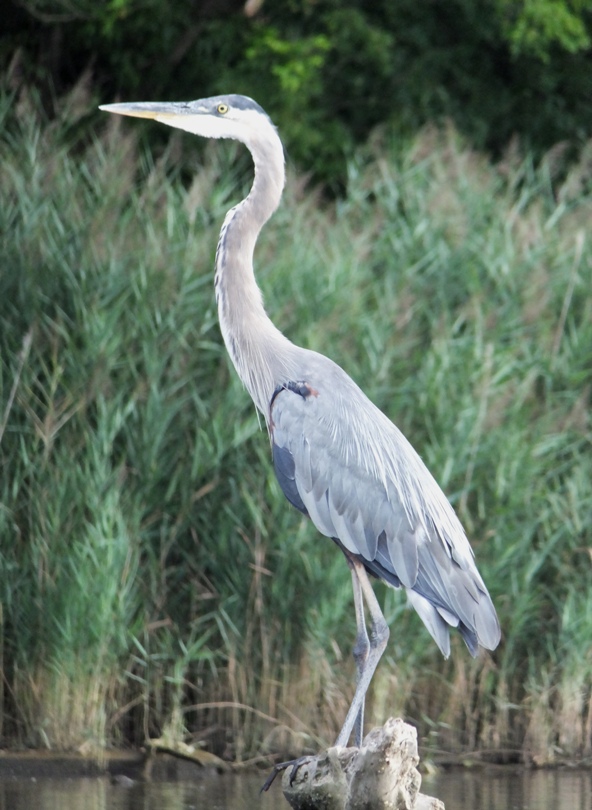 Great blue heron standing