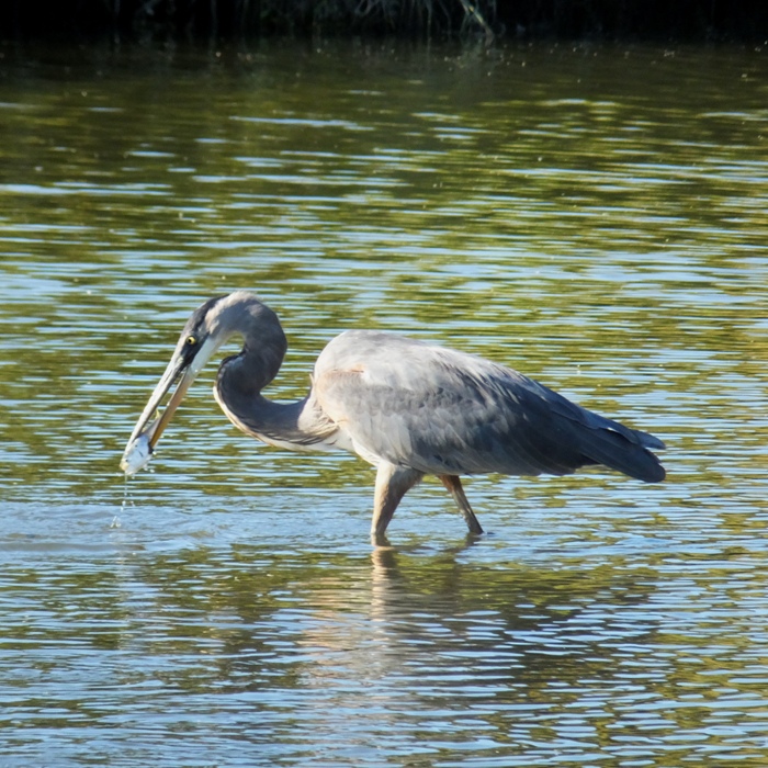 Great blue heron with fish in mouth