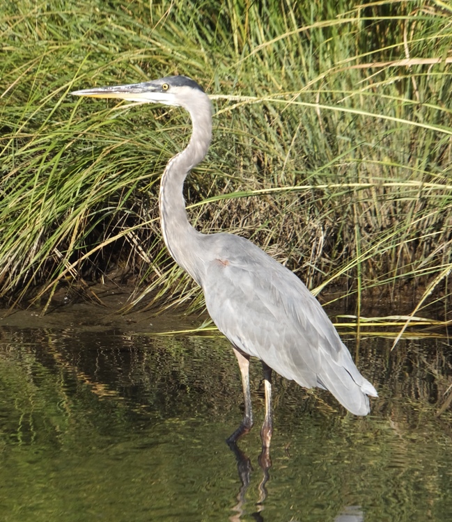 Great blue heron standing up straight in the water