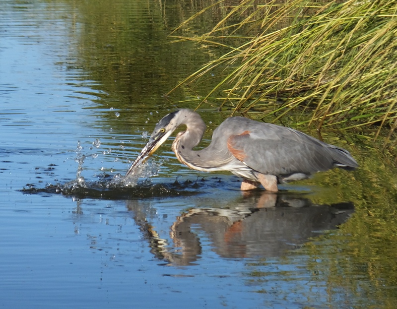 Great blue heron trying to catch another fish