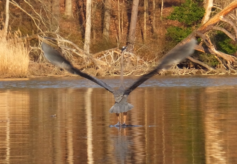 Great blue heron taking flight