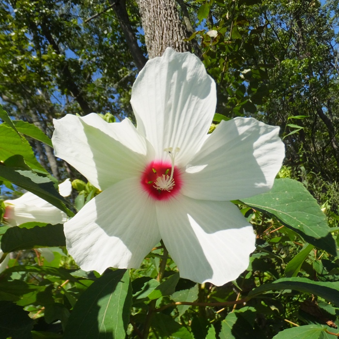 White swamp hibiscus flower
