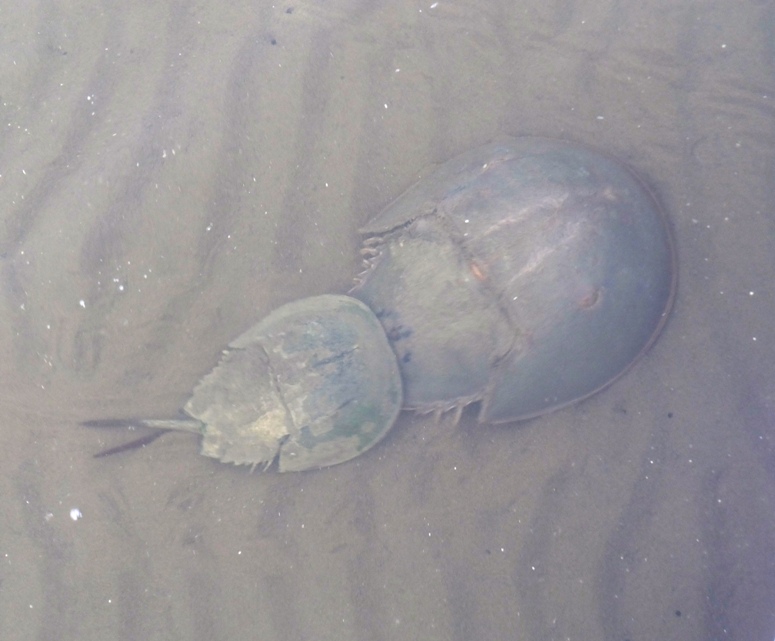 Pair of mating horseshoe crabs