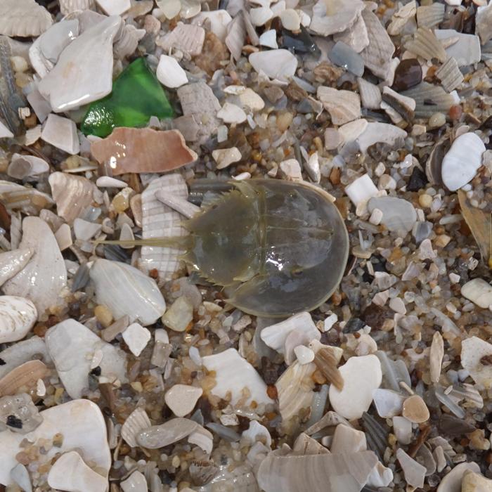 Small horseshoe crab